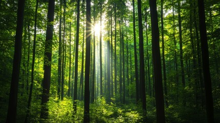 Naklejka premium Ethereal forest with dappled sunlight breaking through dense canopy, mystical glow, enchanted woodland scene.