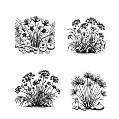 papyrus (Cyperus papyrus)