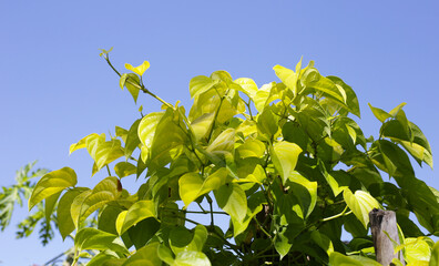 Green leaves of betel plant