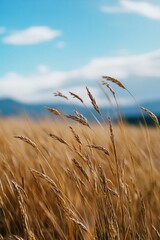 Fototapeta premium A scenic landscape with a vast field of tall grass and distant mountains