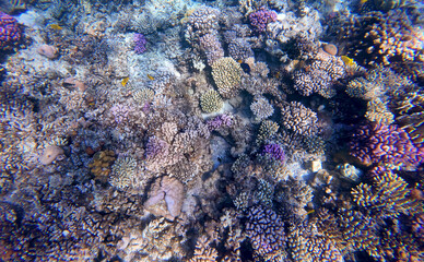coral reef underwater in red sea, hurgada egypt africa	