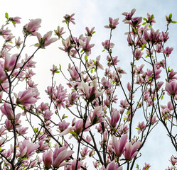 Magnolia soulangeana, also known as the Saucer Magnolia or Chinese Magnolia, is a striking variety, perfect for adding character and elegance to smaller gardens.