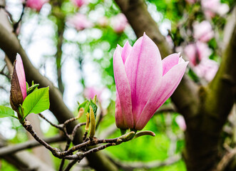 Obraz premium Magnolia soulangeana, also known as the Saucer Magnolia or Chinese Magnolia, is a striking variety, perfect for adding character and elegance to smaller gardens.