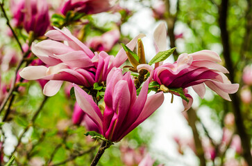 Magnolia soulangeana, also known as the Saucer Magnolia or Chinese Magnolia, is a striking variety, perfect for adding character and elegance to smaller gardens.