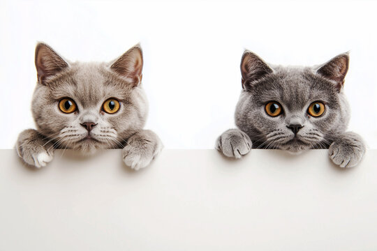 Scottish shorthair cats peeking out from behind a white barrier. Symbol of calm, phlegmatic and independent. Banner or poster. Copy space.