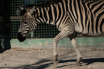 Zebra Zoo Enclosure Walking Captivity: A plains zebra walks within a zoo enclosure, likely for...