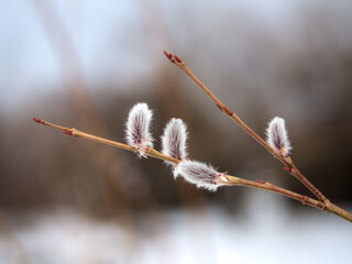 2月に芽吹いてきた小さくて可憐な「行李柳（コリヤナギ）」