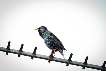 Resident European Starling