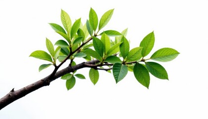 Obraz premium Single branch of a tree on white background with clipping path, wood, tree branch, foliage