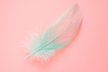 Pastel feather isolated on peachy pink background 