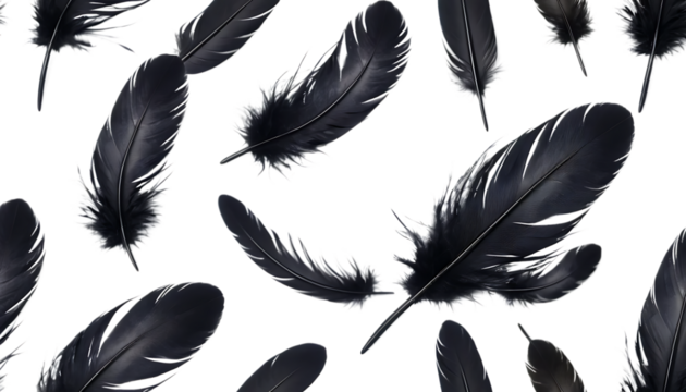 black feather 