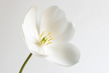 A close-up of a white flower in a decorative vase, perfect for use as a symbol of simplicity and elegance