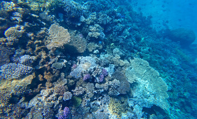 coral reef underwater in red sea, hurgada egypt africa	