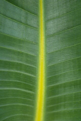 Natural texture of tropical palm leaf with green stripes. Close-up macro view for background. Lines on banana leaf.	