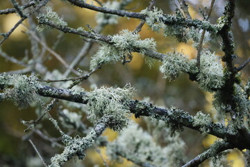 Old branches covered with moss