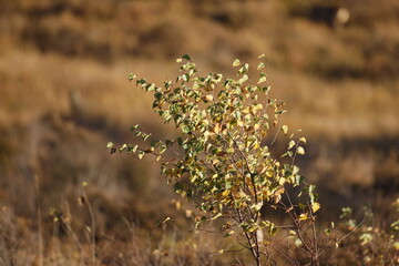 A small leafy tree grows in an open space