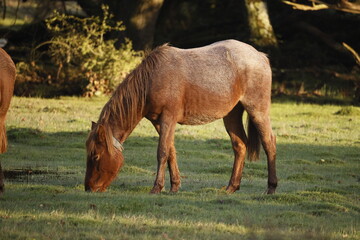 Brown wild horse eating grass in their natural habitat