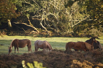 A few wild horses in an open space in front of the forest