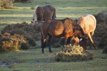 Brown wild horses eating grass in their natural habitat