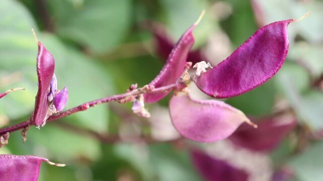 Hyacinth bean in the farm