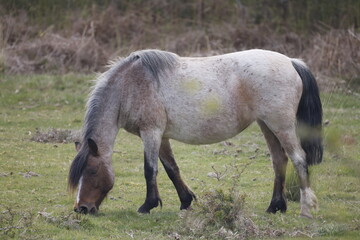 A white, gray, and brown wild horse stands on the grass