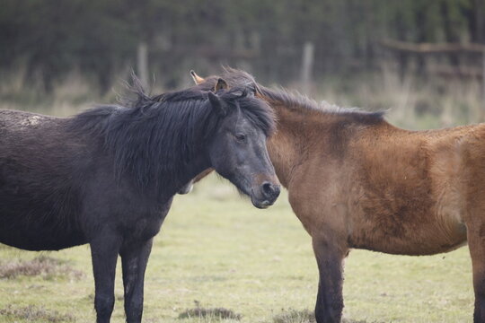 Wild horses stand close together in a grassy area
