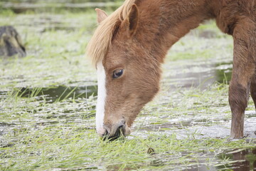 Brown head of a horse eating grass while standing in water.