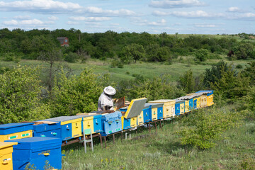 Beekeeper tending to hives in a lush green field under a bright blue sky