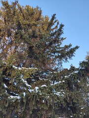 a Christmas tree on a blue sky background