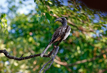 African grey hornbill in a tree © Stephen