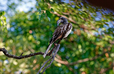 African grey hornbill in a tree