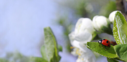 red ladybug on green leaf close up. once in the garden in the spring