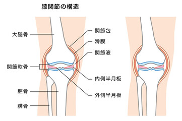 膝関節の構造の解説イラスト