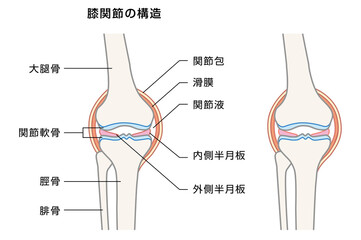 膝関節の構造の解説イラスト