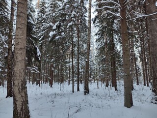 magnificent winter forest in the snow