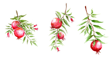 Set of branches with pomegranate fruits and flowers. Hand drawing, watercolor illustration. Free painting technique, sketch.	