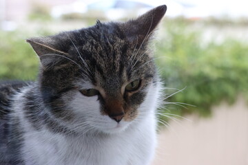 Kot, kocie spojrzenie, kitty