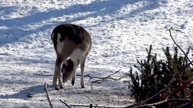 Deer walk in the snow Hasenheide Tier park Berlin 2022025 Germany HD 10 sec 25 fr per sec.mp4