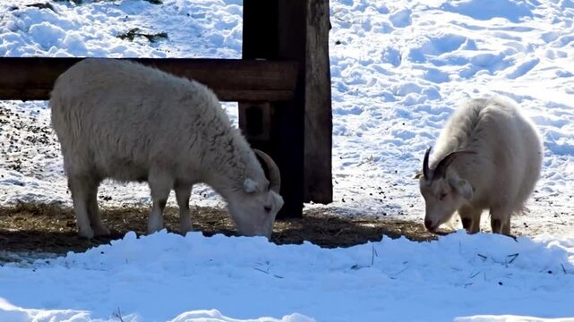 2 Goats in the snow eating tree Hasenheide Tier park Berlin 2022025 Germany HD 6 sec 25 fr per sec.mp4