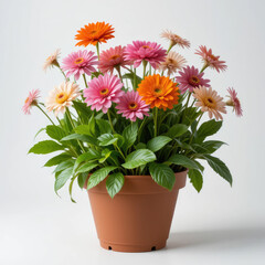 chrysanthemum flowers in a pot