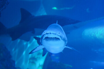 Naklejka premium Shark with sharp teeth in jaw in aquarium