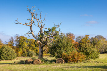 Majestic dead tree with twisted branches in a sunlit autumn meadow, surrounded by vibrant foliage and hay bales under a clear blue sky, capturing the beauty of nature’s cycle of life and decay