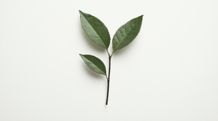 Obraz premium Minimalist plant sprig on white background