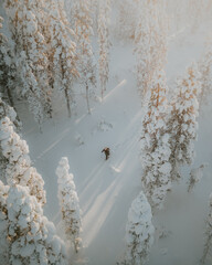 Lapland in the snow, landscapes of pristine snow topped trees and magical golden light in the artic circle. High res photography 