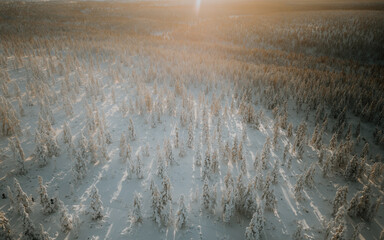 Lapland in the snow, landscapes of pristine snow topped trees and magical golden light in the artic circle. High res photography 