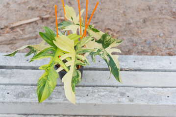 Closeup to Fresh leaf of philodendron florida beauty x mayoi  