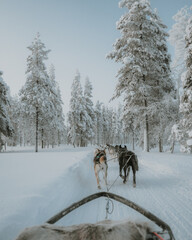 Naklejka premium Lapland in the snow, landscapes of pristine snow topped trees and magical golden light in the artic circle. High res photography 