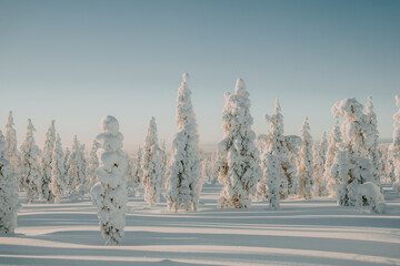 Lapland in the snow, landscapes of pristine snow topped trees and magical golden light in the artic circle. High res photography 
