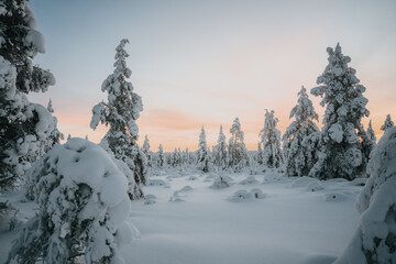 Lapland in the snow, landscapes of pristine snow topped trees and magical golden light in the artic...