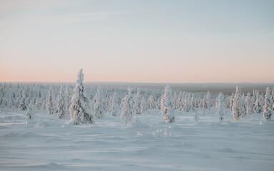 Lapland in the snow, landscapes of pristine snow topped trees and magical golden light in the artic circle. High res photography 